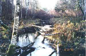 Morrison Creek