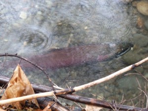 Coho in spawning colours