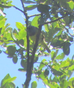 MacGillivray's Warbler being stealthy in a tree in the Morrison Creek headwaters area. Photo by K Clouston