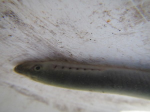 Prize find while 'fishing' in Morrison, a recently metamorphosed Morrison Creek Lamprey! Photo by K Clouston
