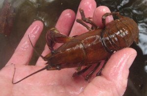 Jan holding the one 'armed' crayfish we rescued. Photo by K Clouston