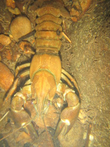 Signal Crayfish that we have found come in sizes from this to smaller than a water skitter. Photo by K Clouston