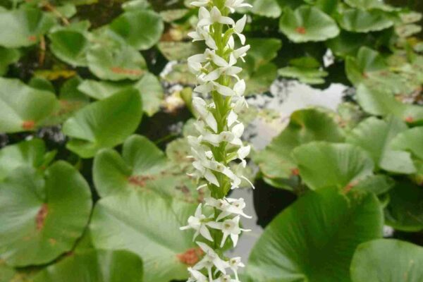 Bog Orchid in narrow wetland