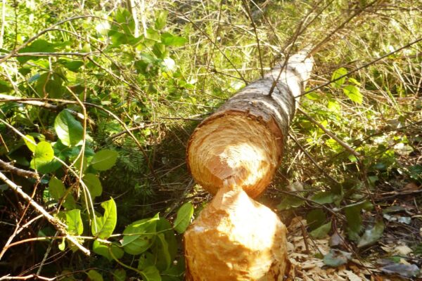 Beaver Felled Tree