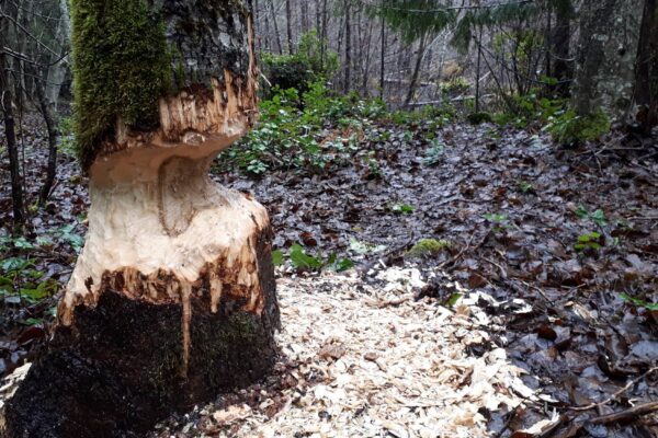 Tree gnawed by beaver