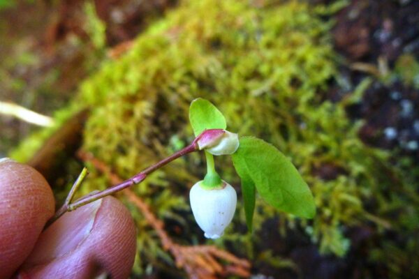 Blueberry Flower in the Headwaters