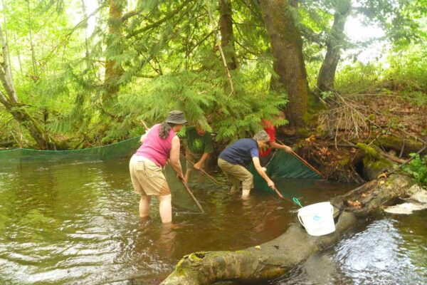 Fish rescue to divert from stream work logging road 2015