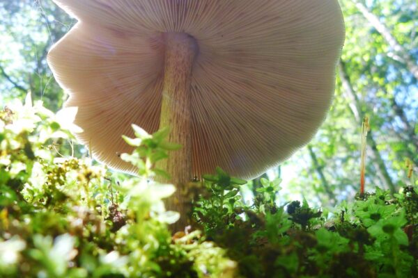 Forest Agaric Mushroom gills