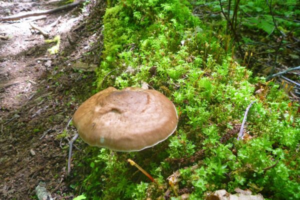 Forest Agaric Mushroom