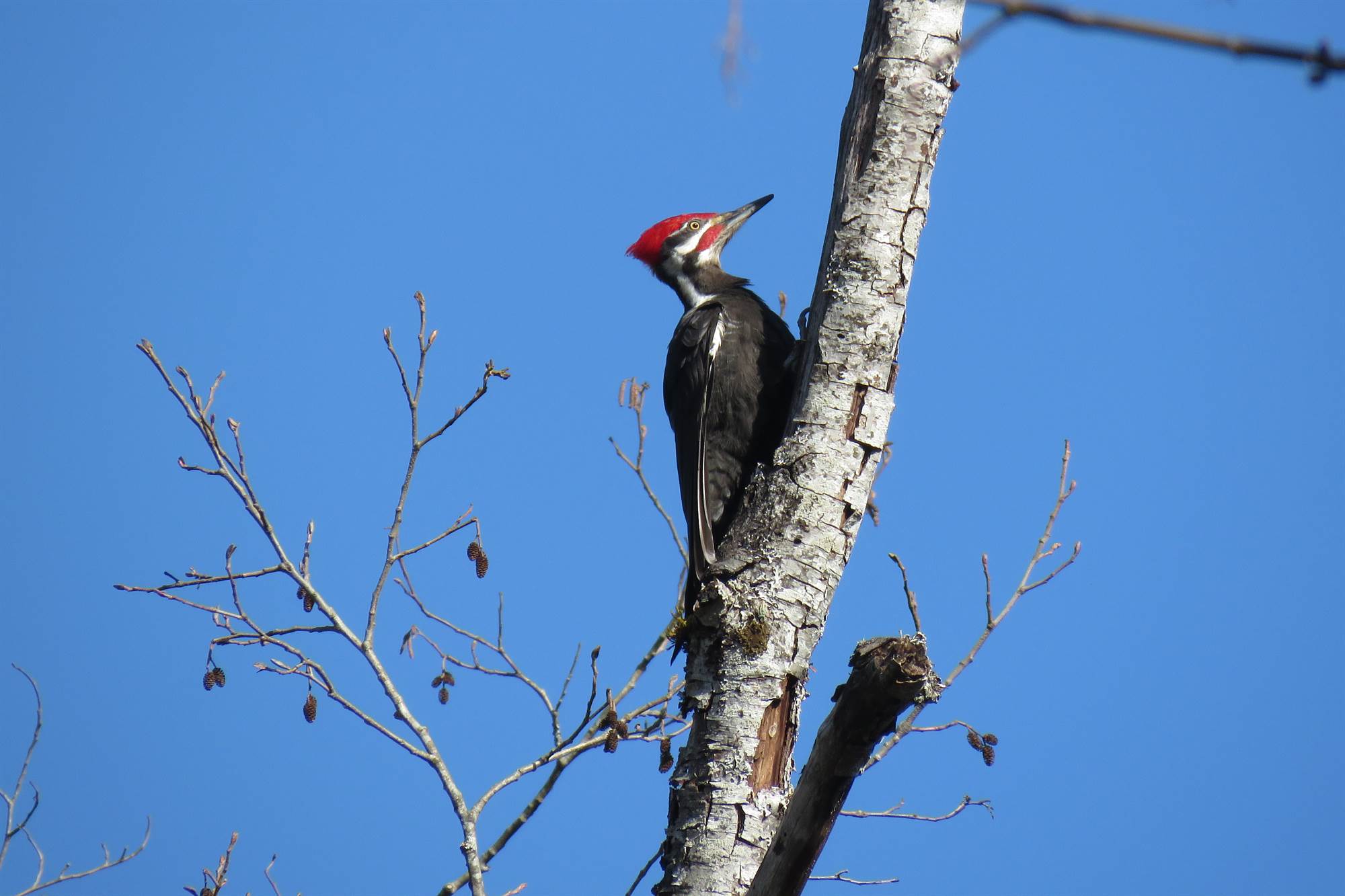 Woodpeckers at Work