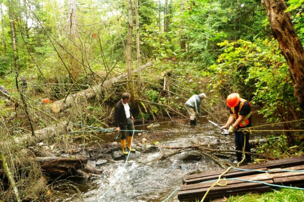Morrison Park relocating fallen Spruce